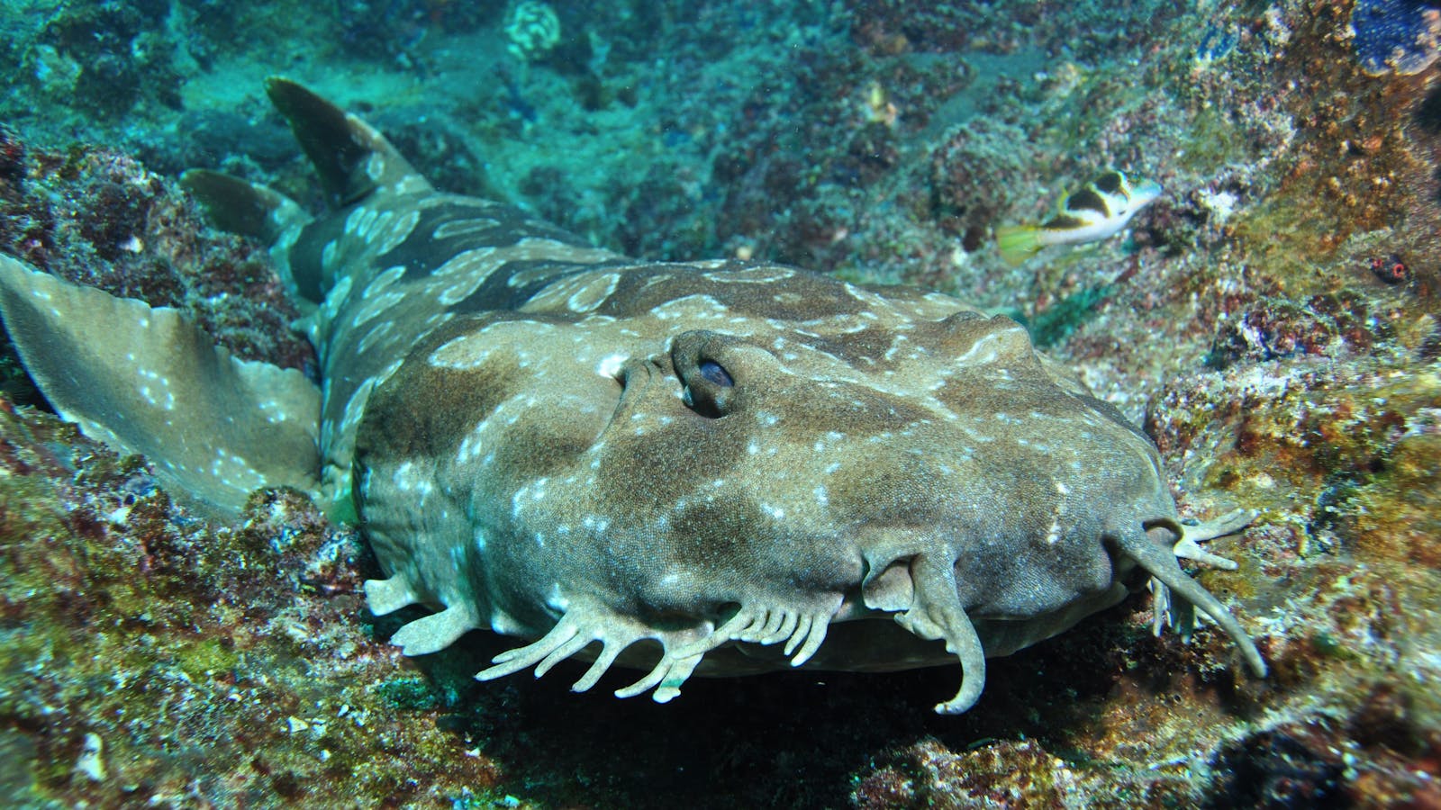 Henderson Rock Dive Site