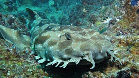 Henderson Rock Dive Site