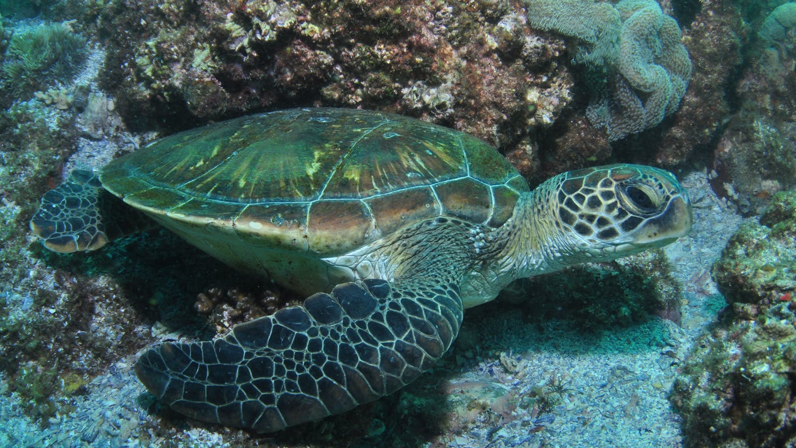 Flat Rock Dive Site