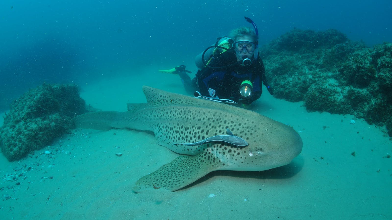 Manta Bommie Dive Site