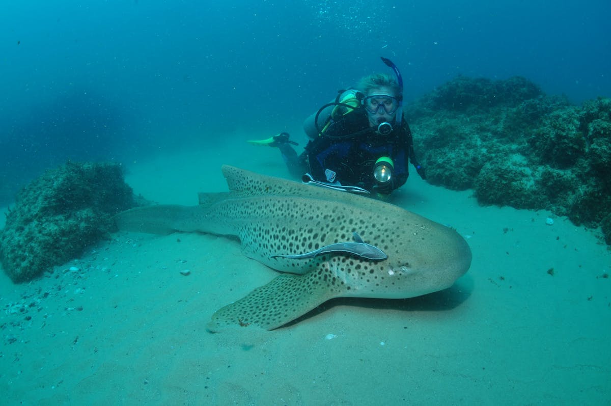 Manta Bommie