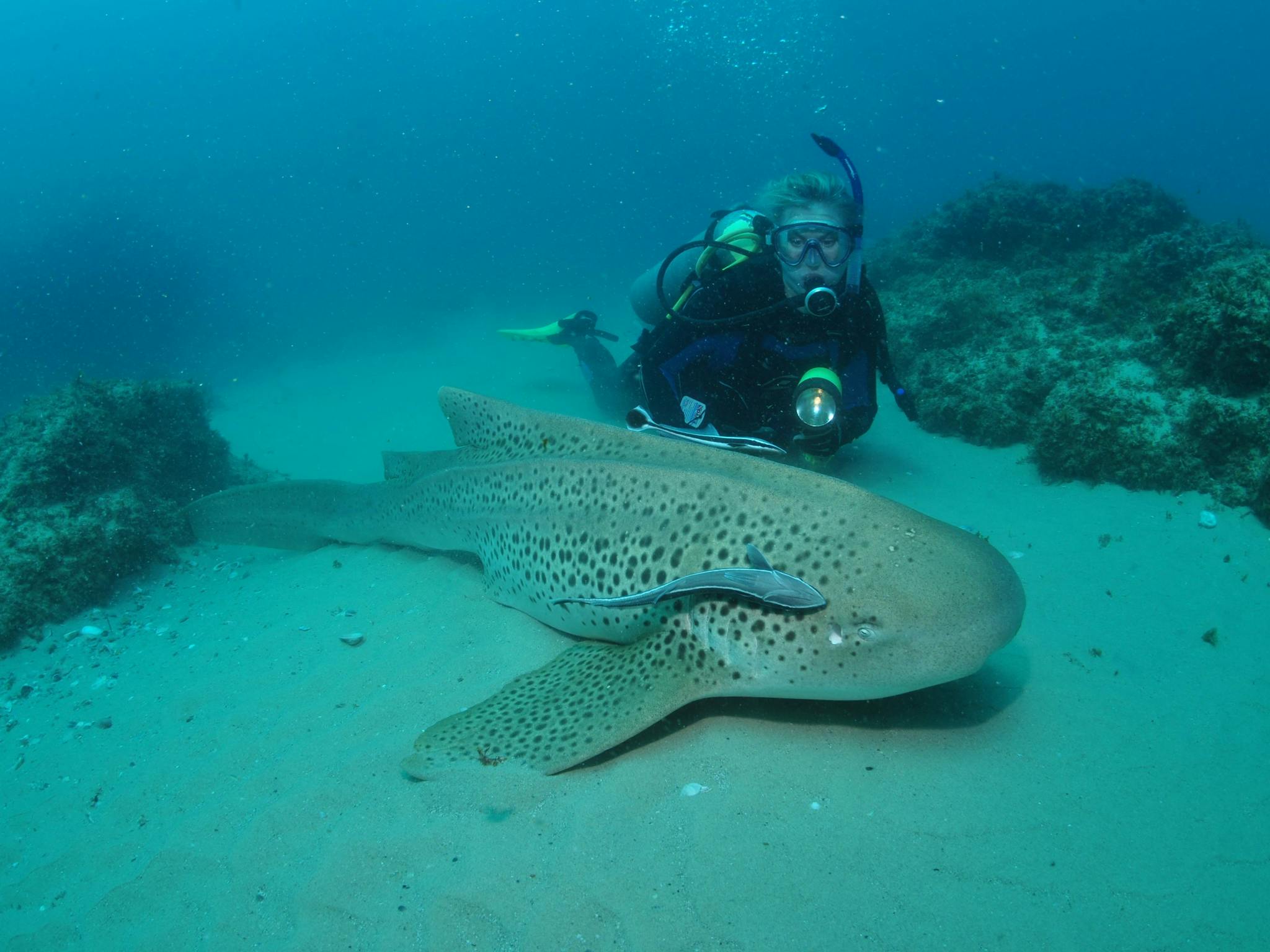 Manta Bommie
