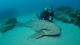 Manta Bommie Dive Site