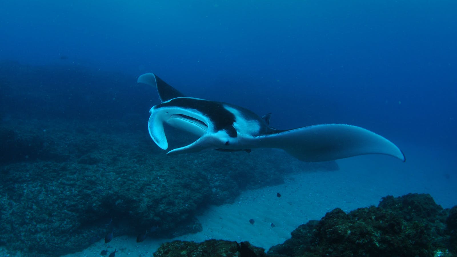 Manta Bommie Dive Site