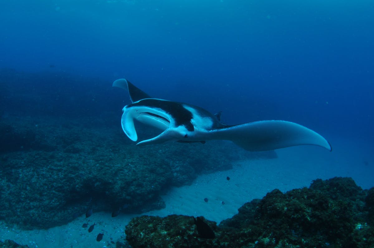 Manta Bommie