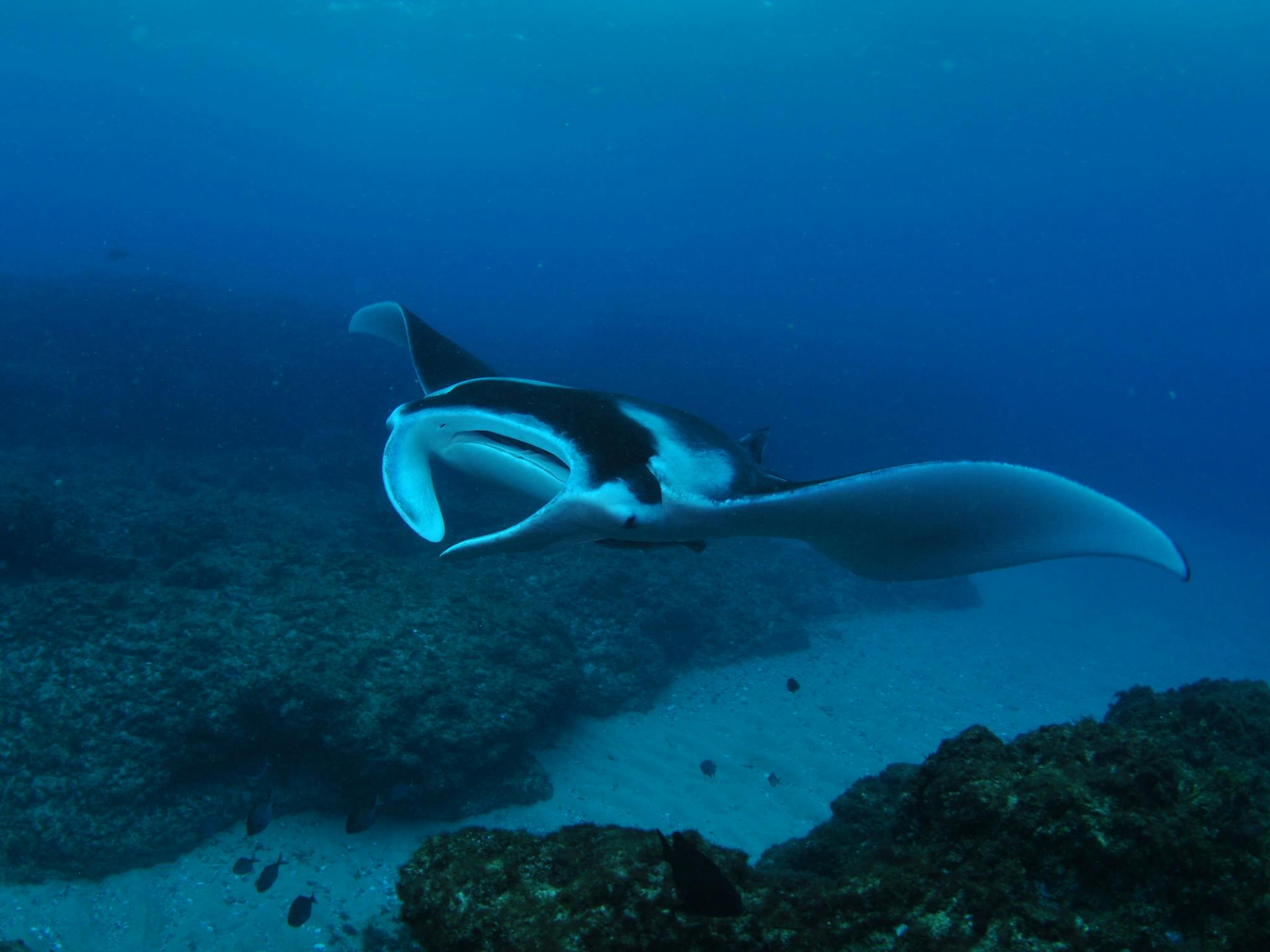 Manta Bommie