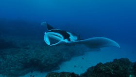 Manta Bommie Dive Site
