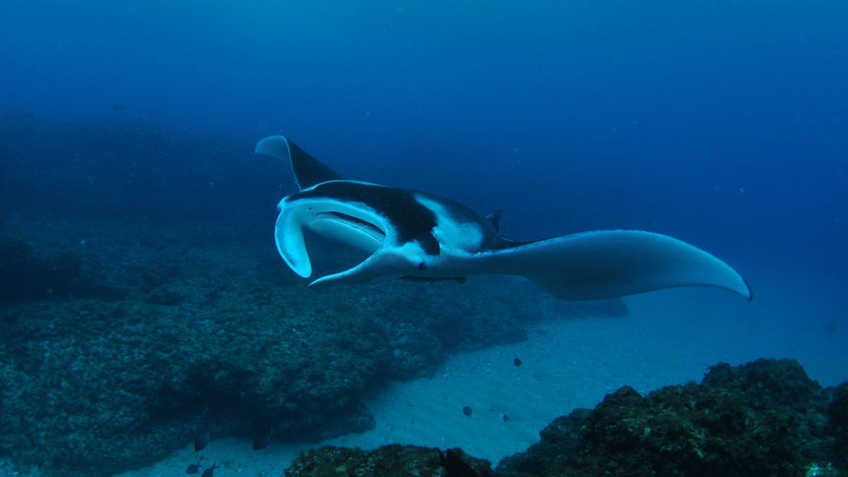 Manta Bommie