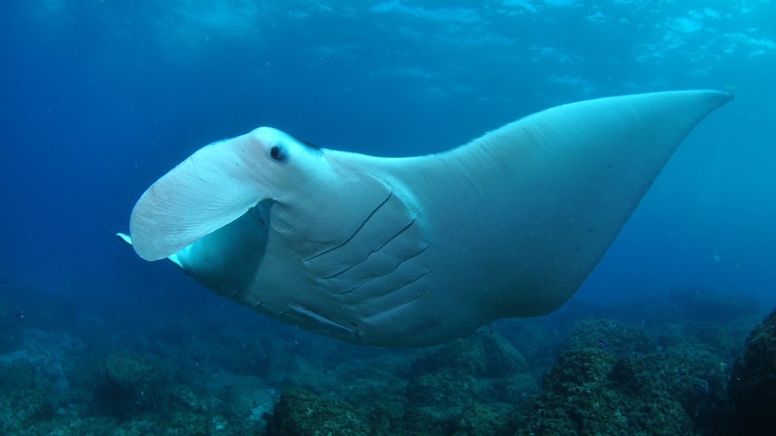Manta Bommie Dive Site