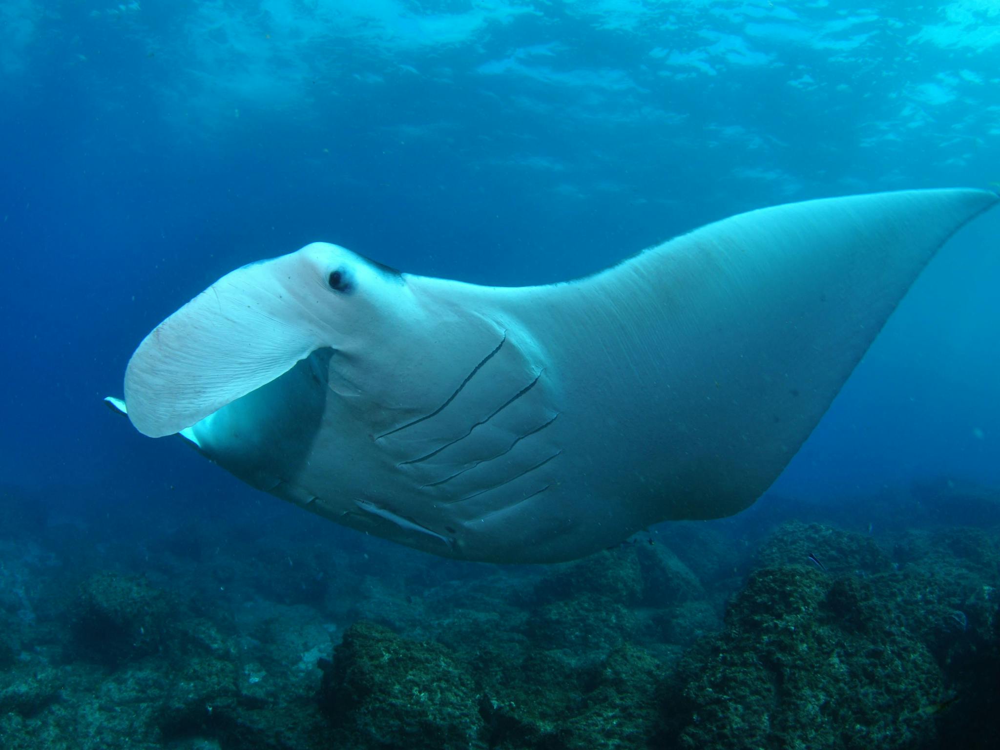 Manta Bommie