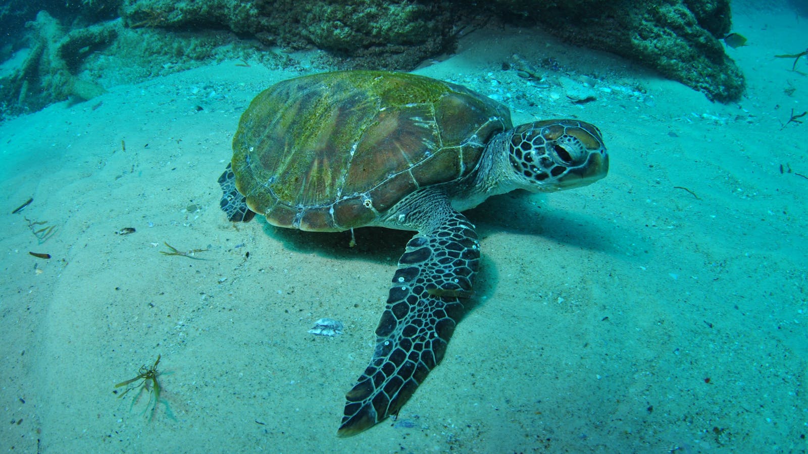 Manta Bommie Dive Site
