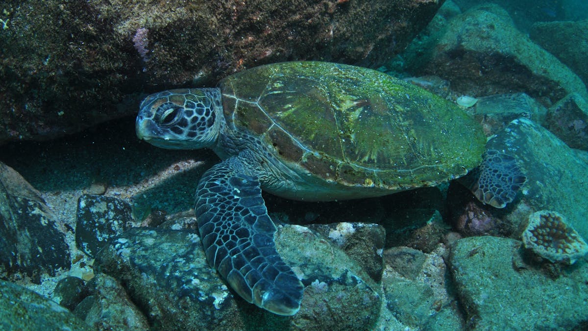 Kirra Reef