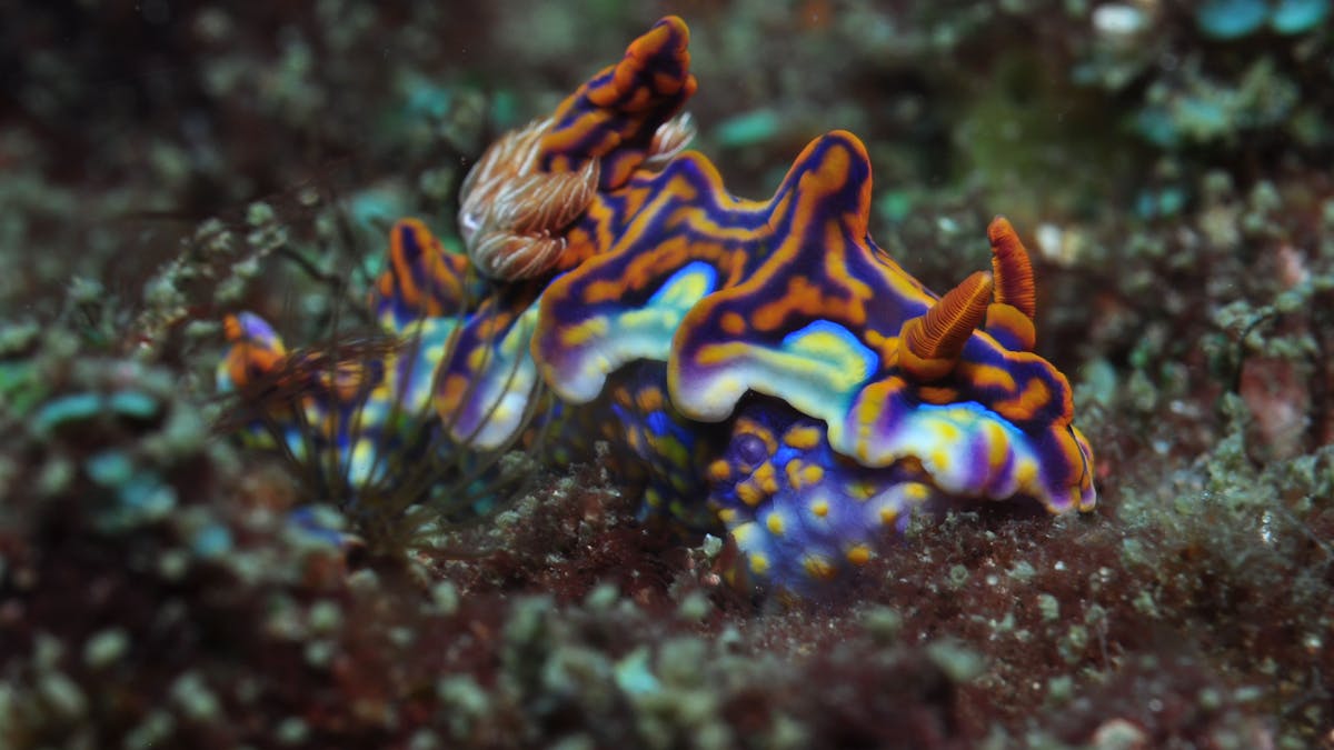 Kirra Reef
