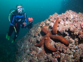 Kirra Reef Dive Site