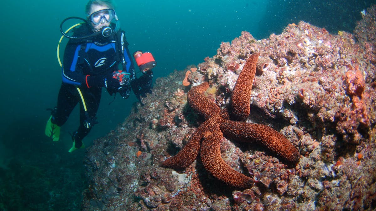 Kirra Reef
