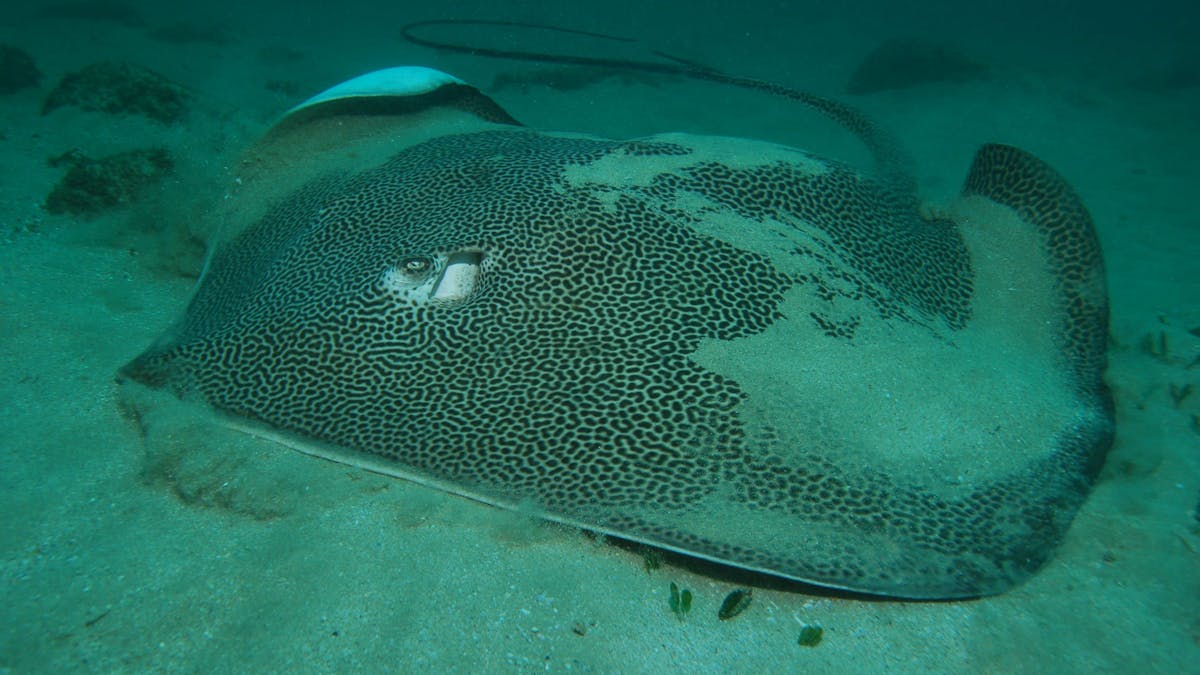 Kirra Reef