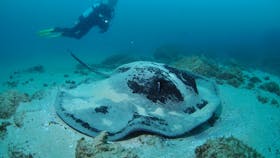 Nine Mile Reef Dive Site