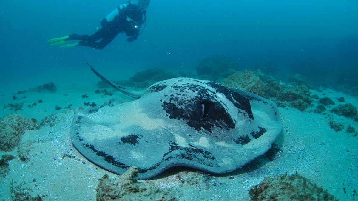 Nine Mile Reef