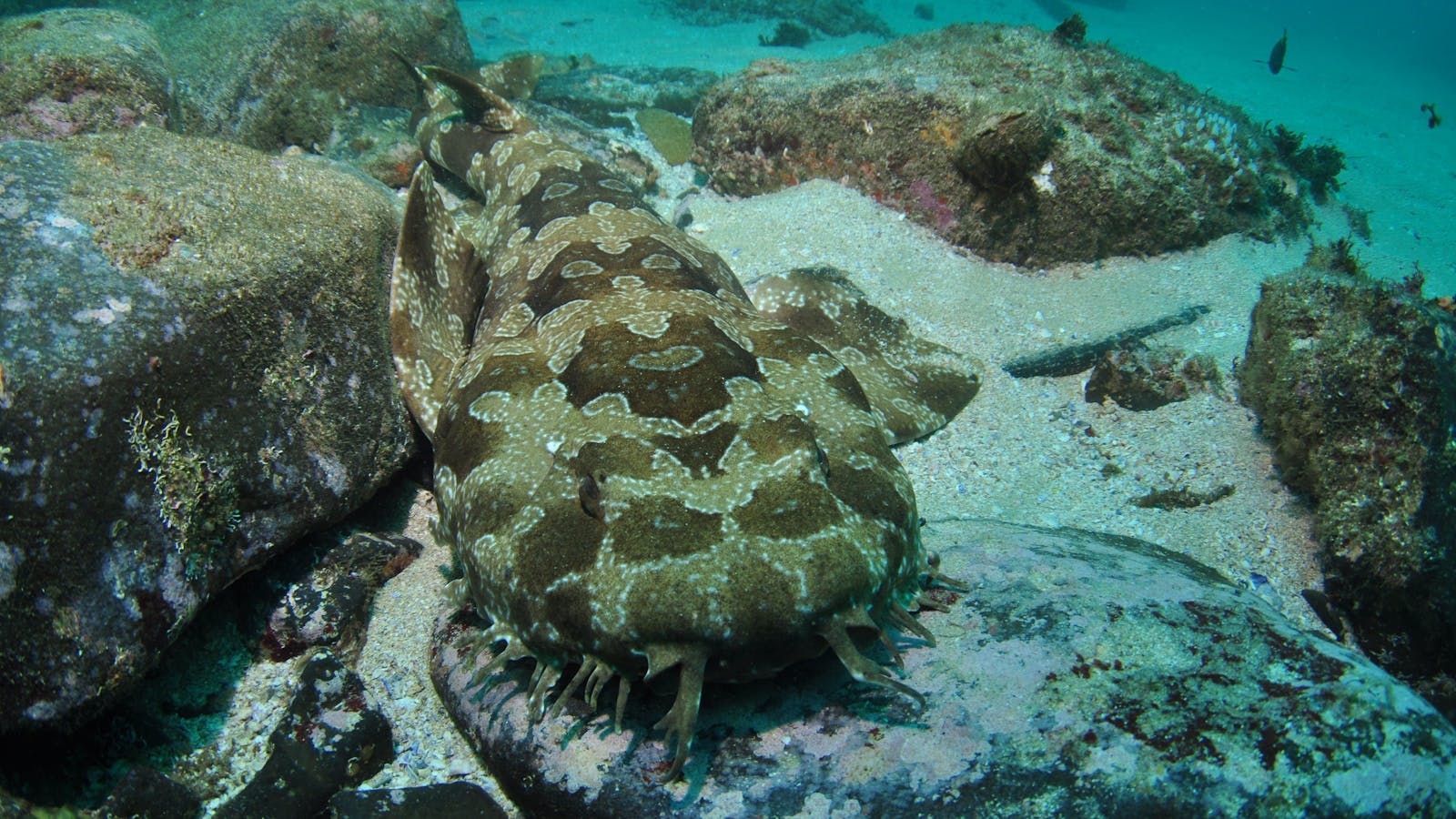 Nine Mile Reef Dive Site