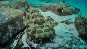 Nine Mile Reef Dive Site