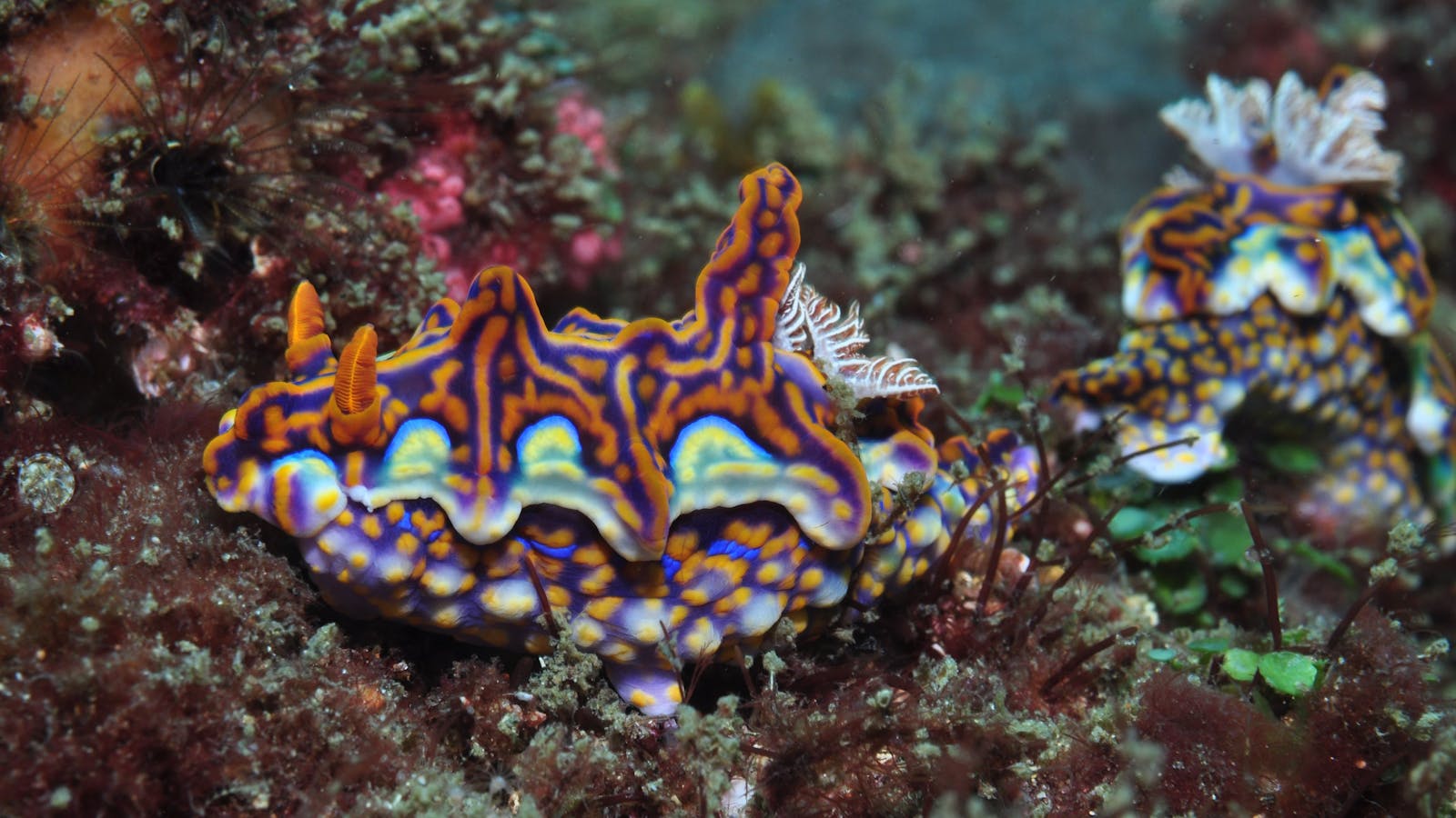 Nine Mile Reef Dive Site