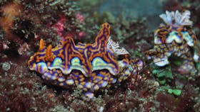 Nine Mile Reef Dive Site