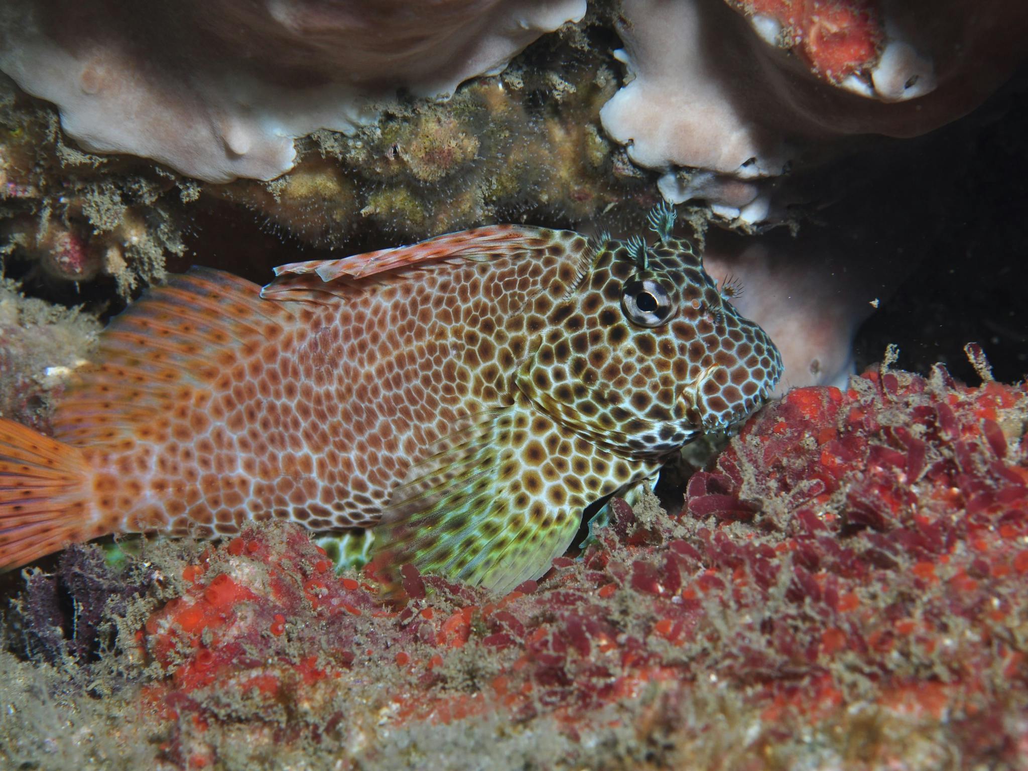 Nine Mile Reef
