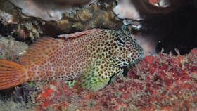 Nine Mile Reef Dive Site