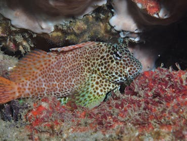 Nine Mile Reef