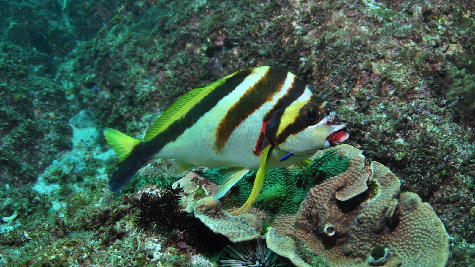 Palm Beach Reef Dive Site