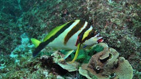 Palm Beach Reef Dive Site