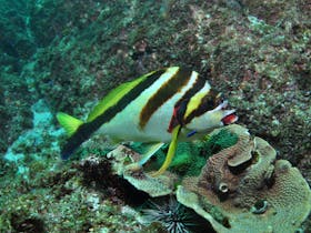 Palm Beach Reef Dive Site