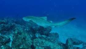 Palm Beach Reef Dive Site