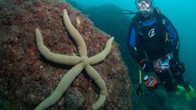 Palm Beach Reef Dive Site