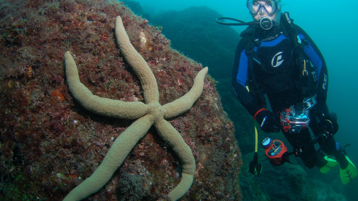 Palm Beach Reef