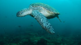 Palm Beach Reef Dive Site