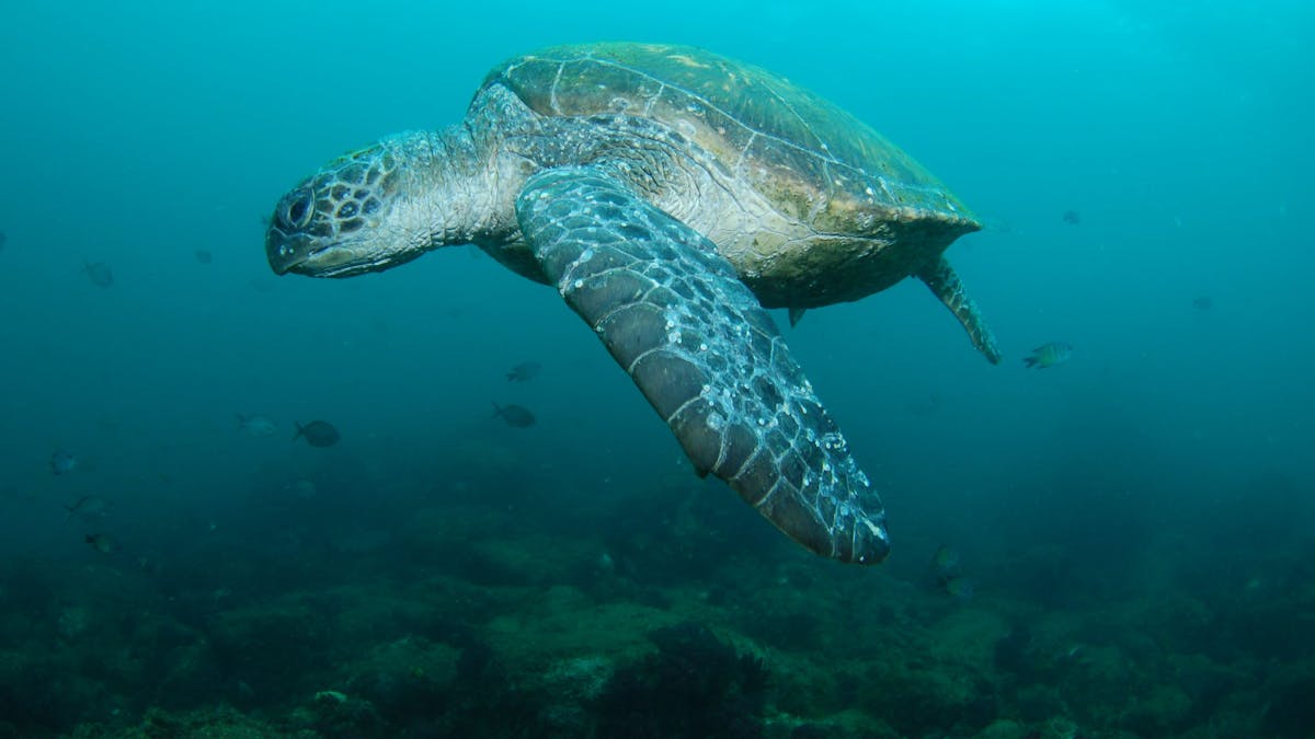 Palm Beach Reef