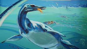 Marine Reptile Fossil Display