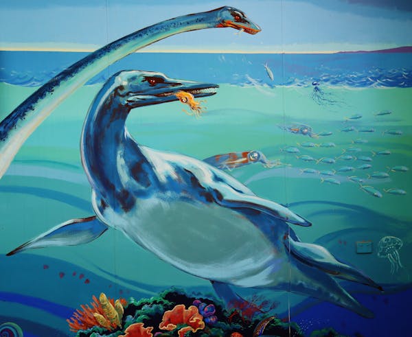 Boulia Marine Reptile Fossil Display