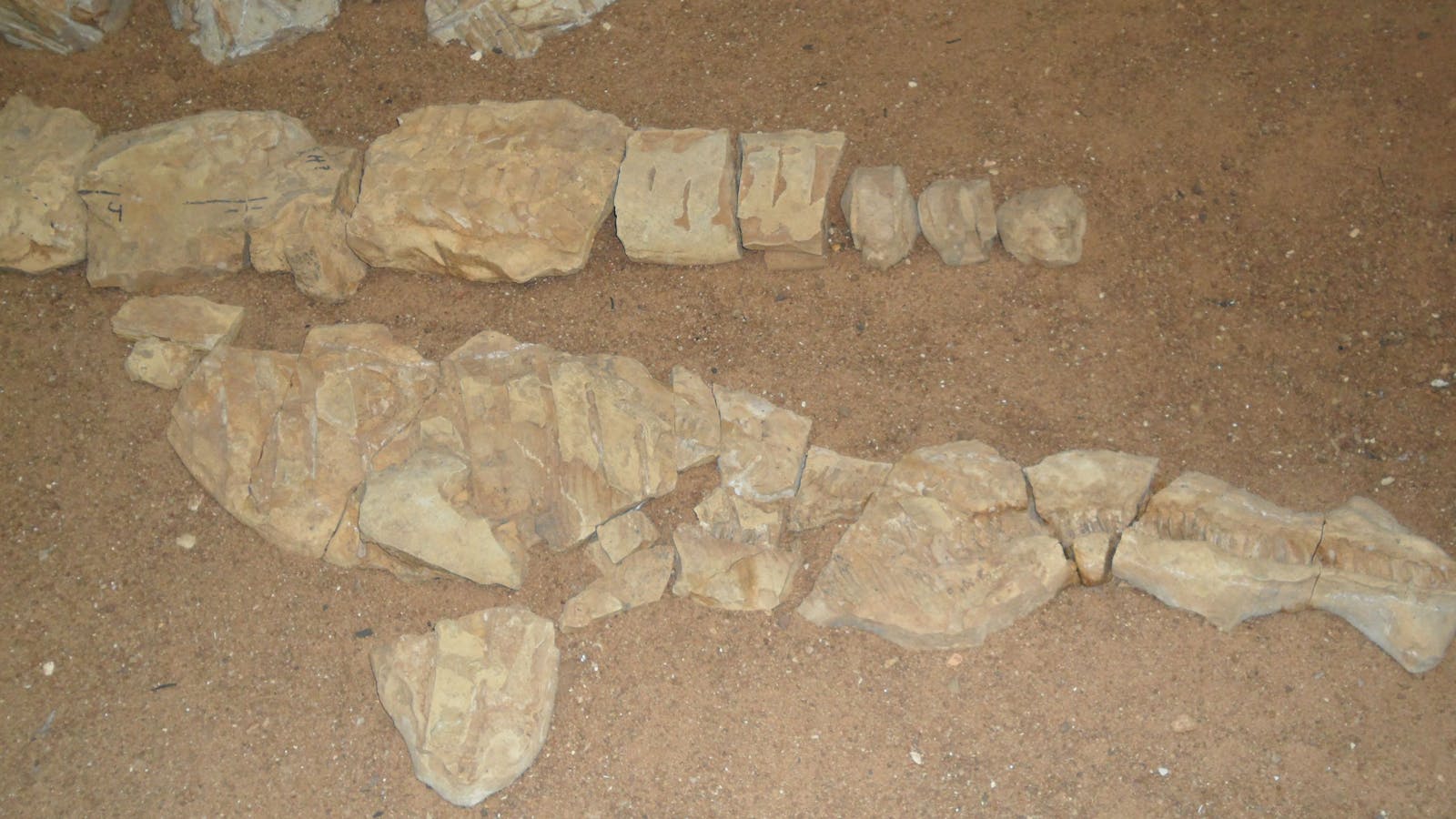 Boulia Marine Reptile Fossil Display