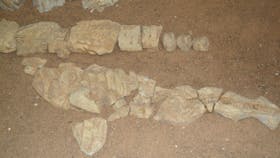Marine Reptile Fossil Display