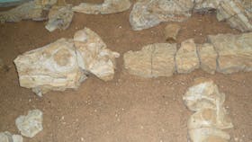 Marine Reptile Fossil Display
