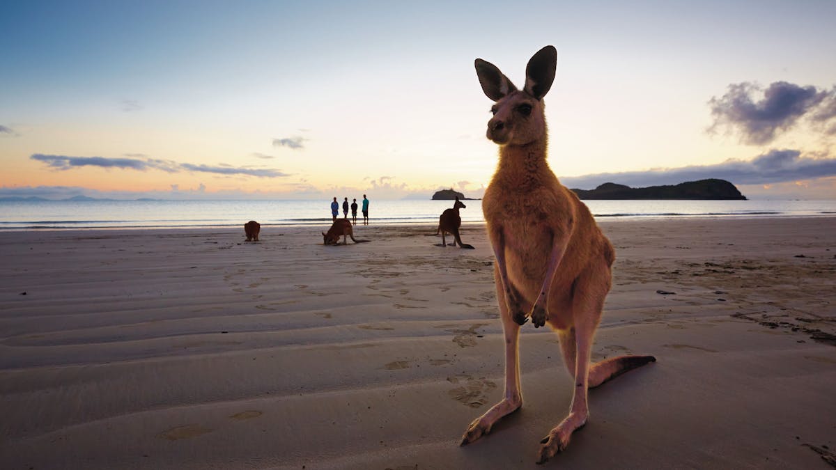 Wallabies on the beach at Cape Hillsborough