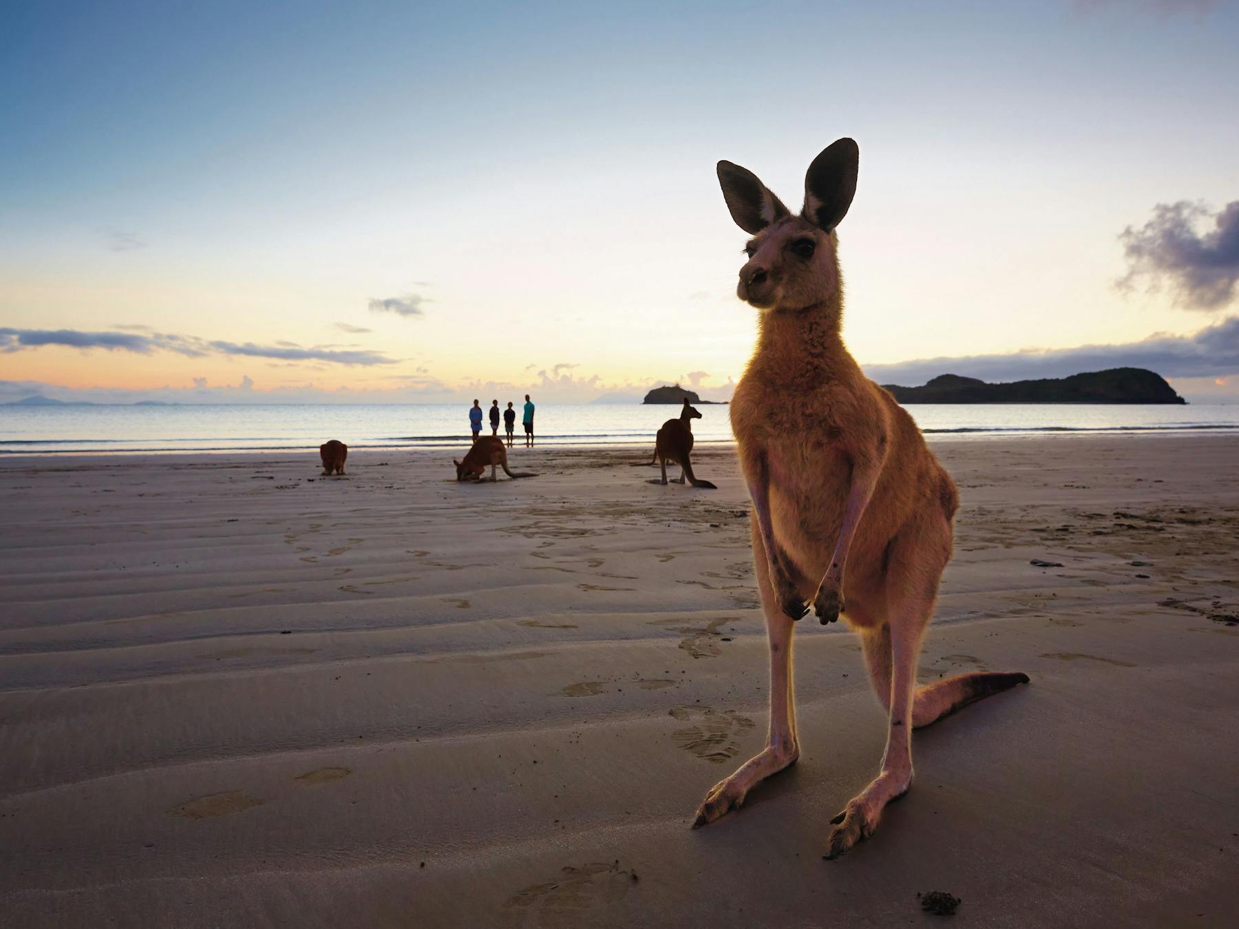 Wallabies on the beach at Cape Hillsborough