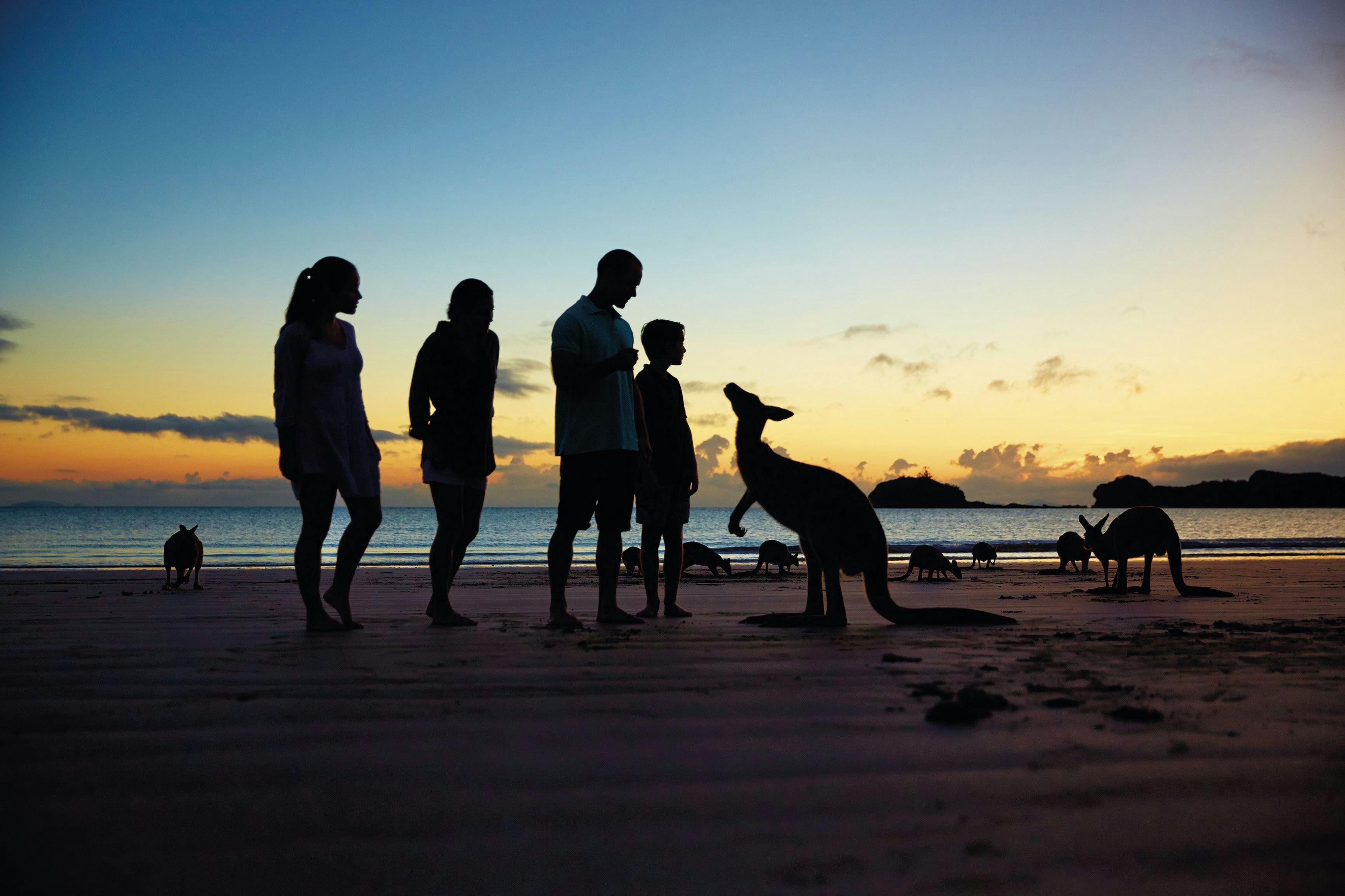 Wallabies on the Beach at Cape Hillsborough