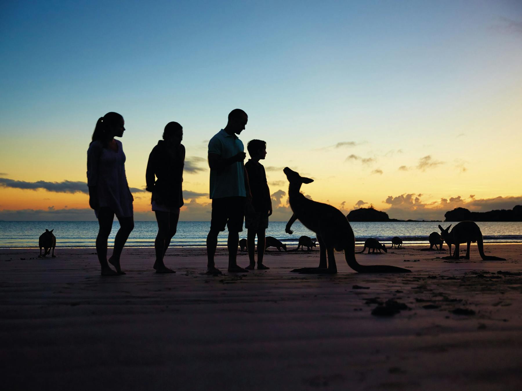 Wallabies on the beach at Cape Hillsborough