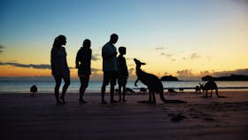 Wallabies on the Beach at Cape Hillsborough