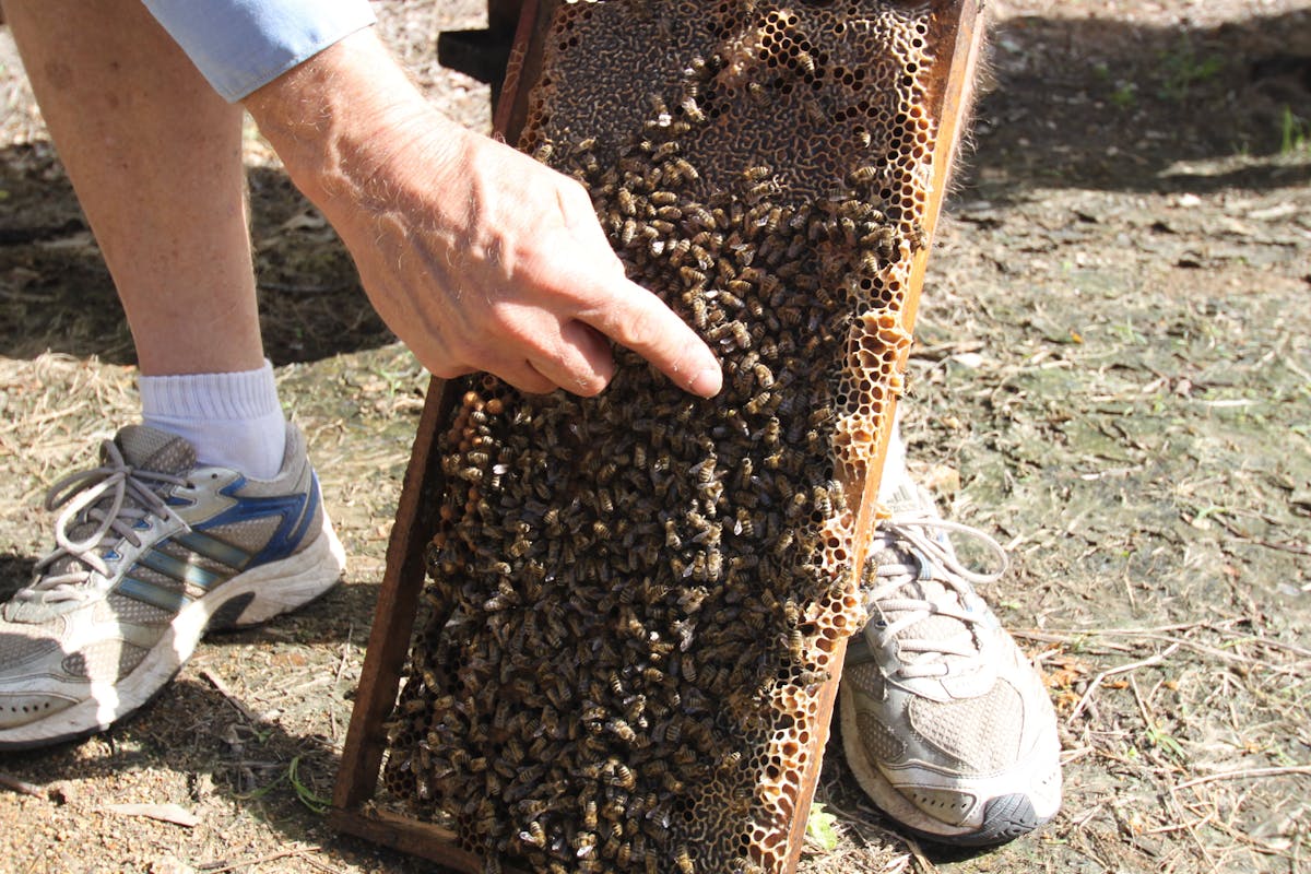 Bees on Keswick Island