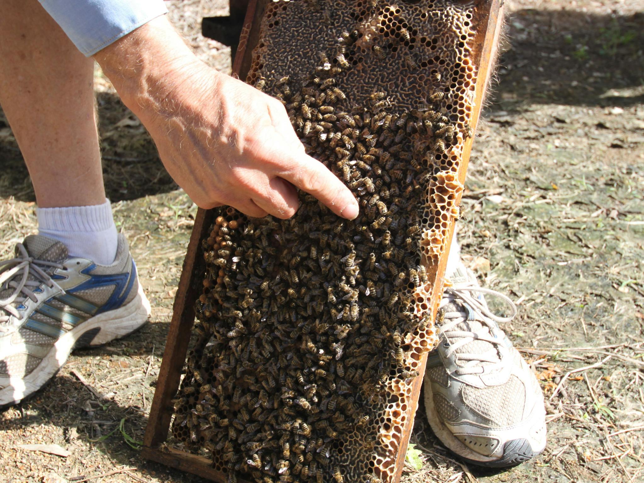 Bees on Keswick Island