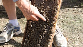 Bees on Keswick Island